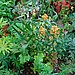 Get Fall Gardening Projects Accomplished