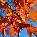 Gather Autumn Leaves