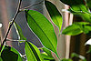 Casa Quickie: Give Your Houseplants a Shower