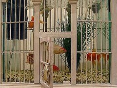 11 Alternative Uses For Birdcages