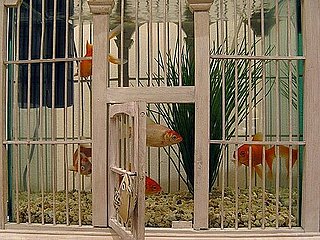 11 Alternative Uses For Birdcages