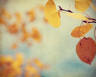 Etsy Finds: Fall Aspens