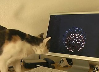 Happy Caturday!