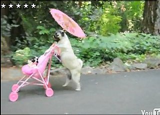 Grab Bag: Pug Takes a Stroll in Portland — With a Stroller