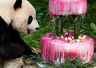 Oh Snap! Happy 4th Birthday, Giant Panda