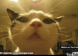 Talking Cat