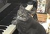 Nora the Piano Playing Cat Performs a Catcerto