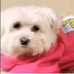 The Snuggie — Now For Dogs!