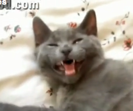 Talking Cats Plus Auto-Tune