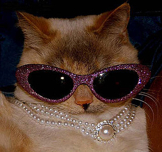 Cats Respond to "A Day Without Cats"