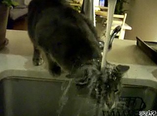 Cat Drinks From the Sink