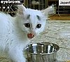 Happy Caturday!