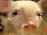 The Micropiglets Are Coming!