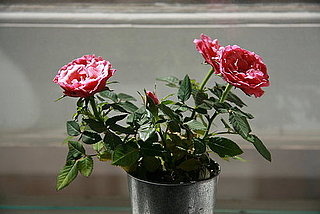 Cool Capture: Pink Rose of a Photo Taken by a Canon EOS SLR