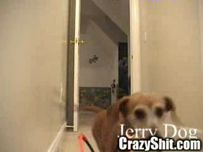Funny Dog
