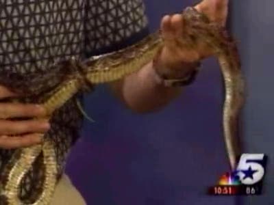Reptile Segment On News Program (Funnny)
