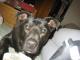 Trixie441