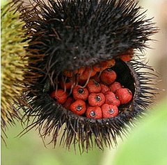 Annatto:  It's in My Food, But What is it?