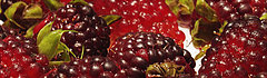 Eat Your Antioxidants Eat Your Antioxidants