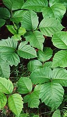Know Your Enemy:  Poison Ivy!