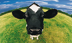 Skim Milk Straight From The Cow