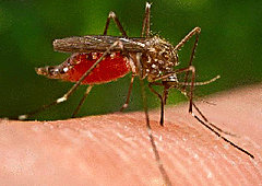 Why Do Mosquito Bites Itch So Much?