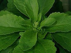 The Skinny On: Stevia