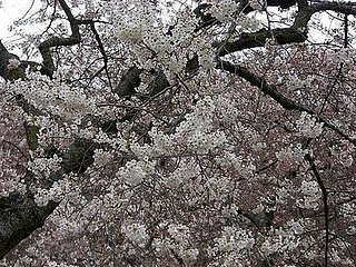 Sugar Shout Out: Happy Spring!