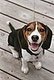 My favorite dog breeds