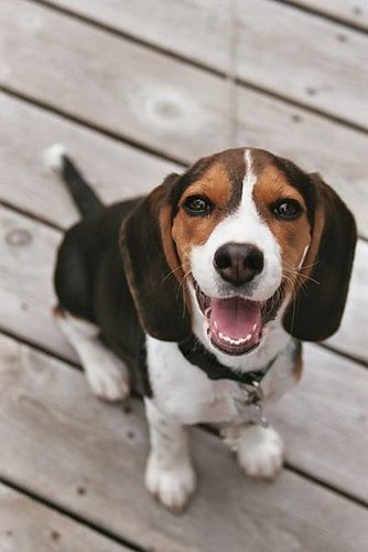 My favorite dog breeds