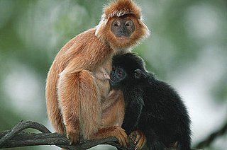 Crowds Flock to Monkey Wedding