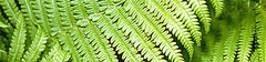 Green Thumb: Household Plants Clean Your Air