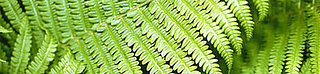 Green Thumb: Household Plants Clean Your Air