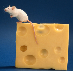 How Much Cheese Is Too Much?