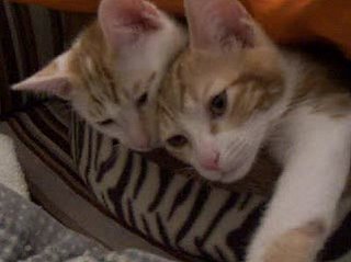 Happy Caturday!