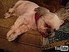 Snoring Dog