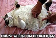 LOL Cats
