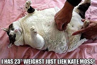 LOL Cats