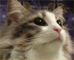 Cat Plays With Bubble Wrap