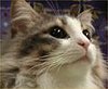 Cat Plays With Bubble Wrap