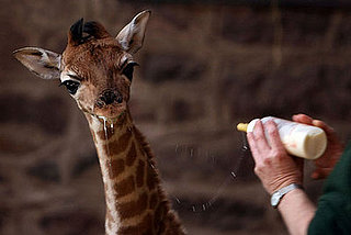 Baby Giraffe at Chester Zoo