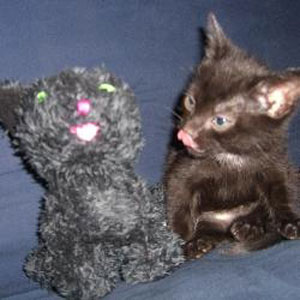 Cute Alert: Kitten Looks Confused