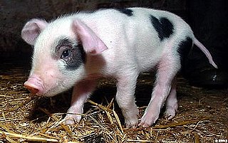 Cute Alert: Valentine the Piglet