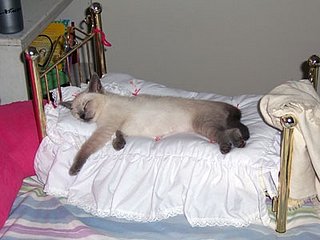 Kitten Sleeps in a Bed