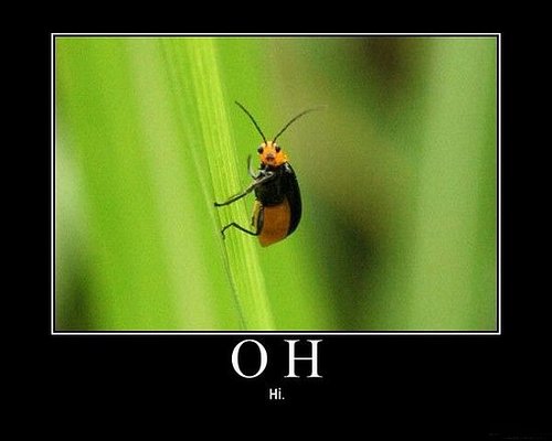 Cute Bug Says Hi