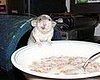 Mouse Eats Breakfast