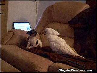 Cockatoo Loves Puppy