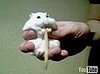 Hamster Eats Cheese