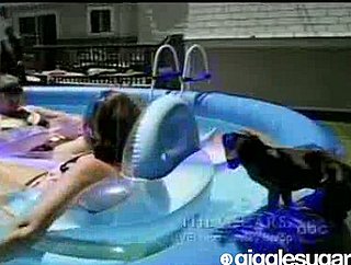 Smart Dachshund Avoids Getting Wet