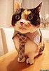 Cats in Ties